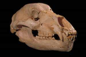 A complete skull of extinct bear