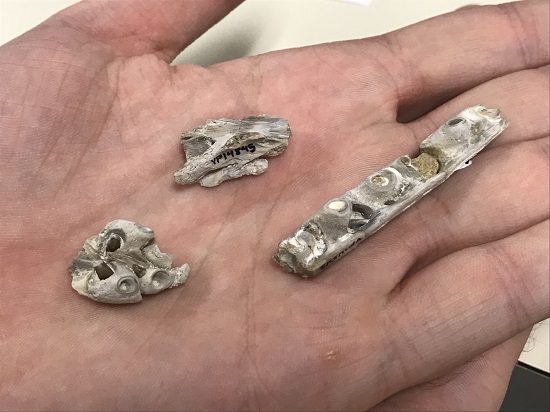 Photo of dinosaur bones in hand