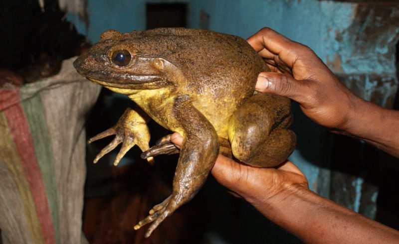 Goliath frog in hands caught by froghunter