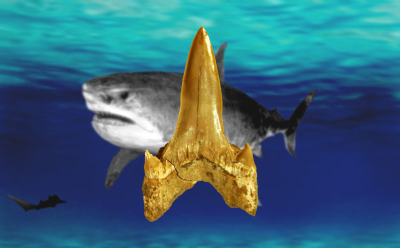 Living fossil' demon shark hauled from the ocean