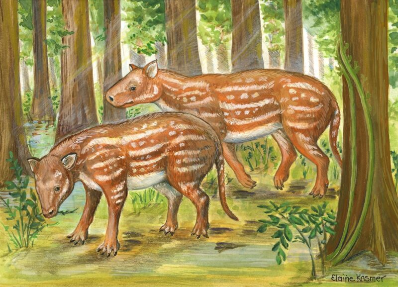 Life reconstruction of Cambaytherium (artwork by Elaine Kasmer)
