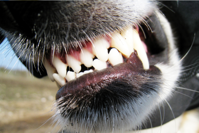 dog teeth rabies