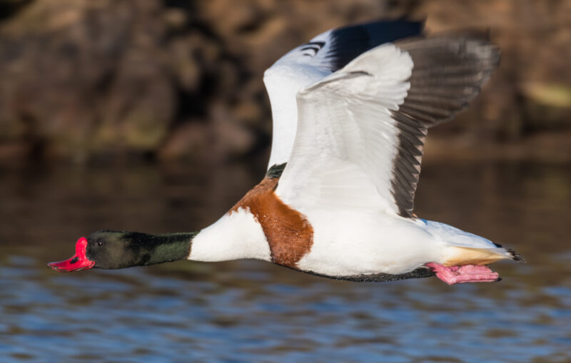 A flying Shelduck; a photo taken by Philip Croft. Owned by BTO
