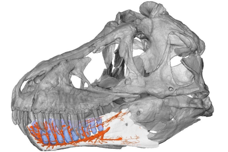 Hypothesized distribution of nerves in the mandible of Tyrannosaurus (orange).