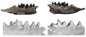The lower jaw of the new otter species, Vishnuonyx neptuni, with a detailed view of its teeth in a 3D model taken through a micro-CT scanner. Images: Nikos Kargopoulos