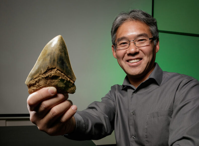 Paleobiologist Kenshu Shimada (DePaul University, Chicago) holds a tooth of an extinct shark Otodus megalodon, or the so-called “Meg” or megatooth shark. (DePaul University/Jeff Carrion)