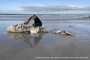 Lead author Alison Towner with the carcass of a Great White Shark, washed up on shore following an Orca attack