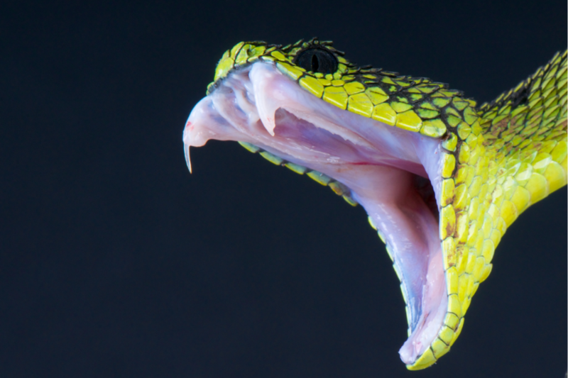 yellow snake showing its fangs