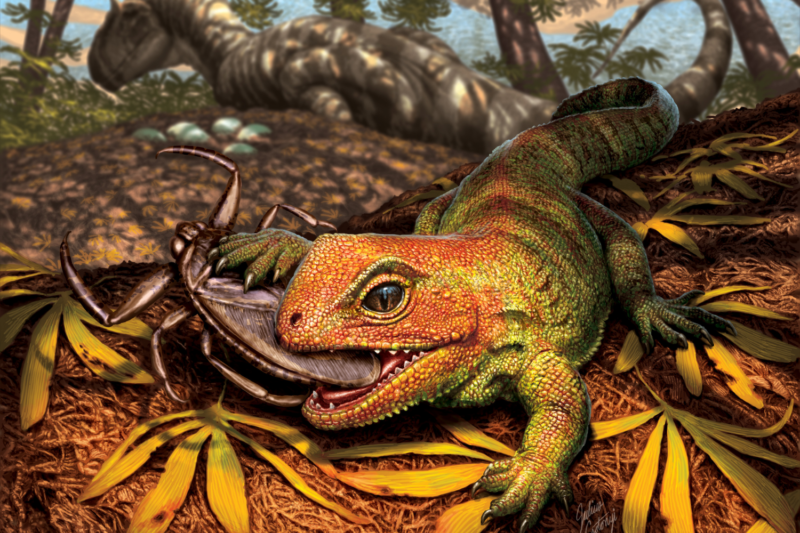 An artistic interpretation of a newly discovered extinct species of lizard-like reptile belonging to the same ancient lineage as New Zealand’s living tuatara. The newly discovered Opisthiamimus gregori preys on a now-extinct water bug (Morrisonnepa jurassica), while in the background the predatory dinosaur Allosaurus jimmadseni guards its nest. The scene is the floodplain of a river in Late Jurassic Wyoming, approximately 150 million years ago.