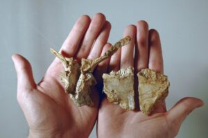 Skull bones of the Transylvanosaurus.Photo: Dylan Bastiaans / University of Zurich