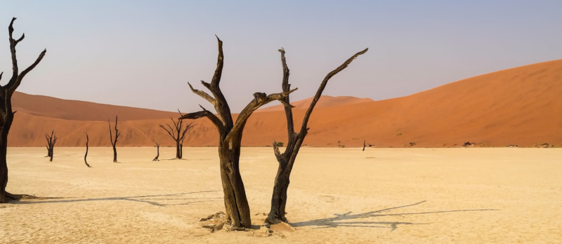 Photograph of dead trees in a desert landscape