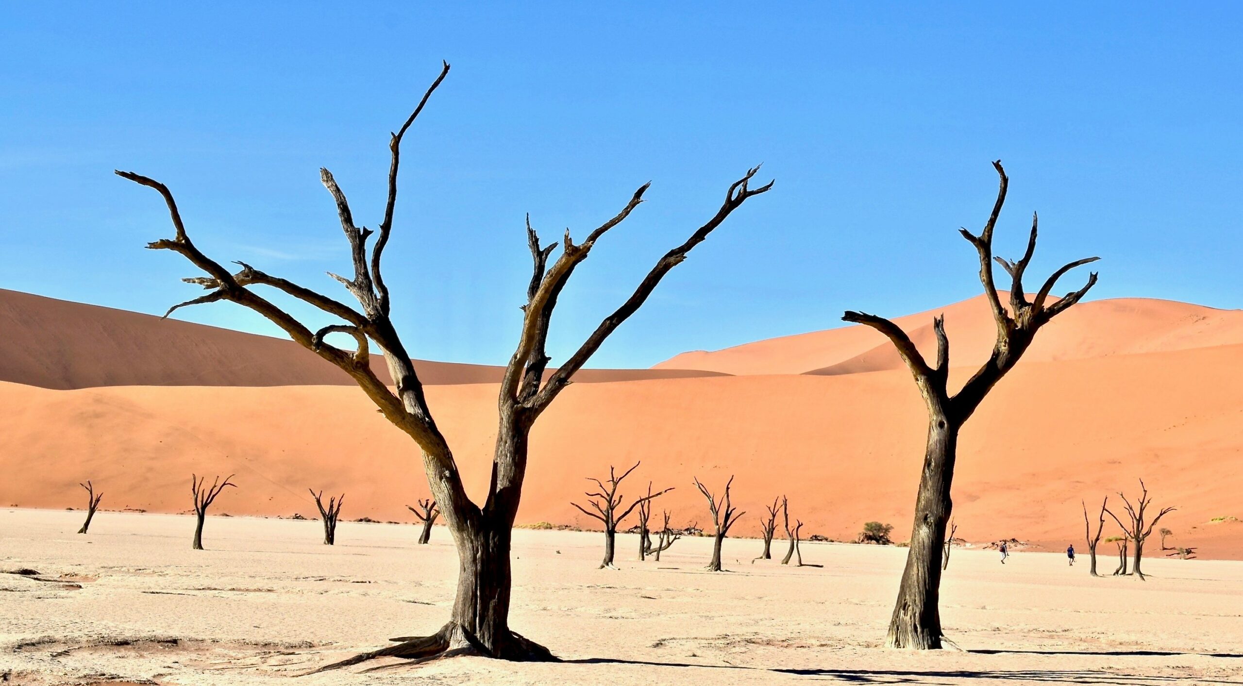 Photo of dead trees in the Namib desert