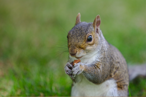 Culling Grey Squirrels Not Necessary for Overall Biodiversity, Expert Suggests