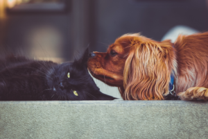 New study reveals the profound impact of forced separation between humans and their pets