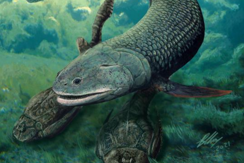 Life reconstruction of Harajicadectes zhumini, a 40 cm long lobe-finned fish that is not too distantly related to the fishes that gave rise to the earliest limbed tetrapods. (Illustration by Brian Choo, Flinders University)