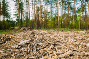 Reforestation Schemes are not Enough to Recover the Carbon Created by Harvesting Wood, Research Suggests