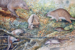 Echidnapus identified from an ‘Age of Monotremes’