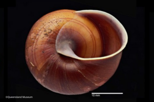 Four new-to-science species of snail described