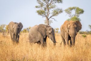Male elephants signal ‘let’s go’ with deep rumbles