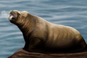 New Species of Extinct Walrus-Like Mammal Discovered in the North Atlantic