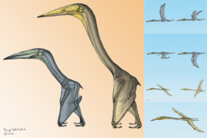 ‘Some Pterosaurs Would Flap, Others Would Soar’ – New Study Further Confirms the Flight Capability of These Giants of the Skies