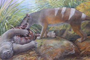 Earliest known ancestors of the extinct Tasmanian Tiger discovered – and some could even eat the bones and teeth of their prey