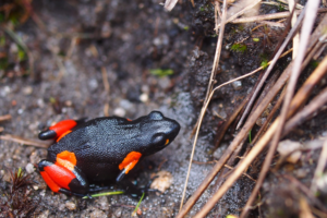 Urgent Conservation Efforts Needed: Small Population Size and Possible Extirpation of the Threatened Malagasy Poison Frog Mantella cowanii