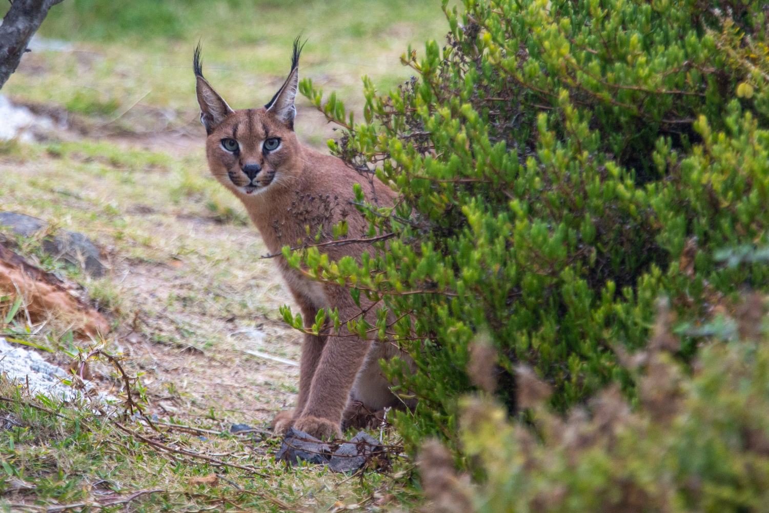 A shy caracal looks out from behind some bushes near Miller's Point in the southern section of the Cape Peninsula, South Africa. Photo credit: John Hishin