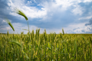 Our Food System is Broken and We Only Have 60 Harvests Left, Researchers Warn