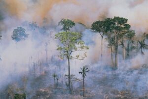 AI Has ‘Great Potential’ for Detecting Wildfires, New Study of the Amazon Rainforest Suggests