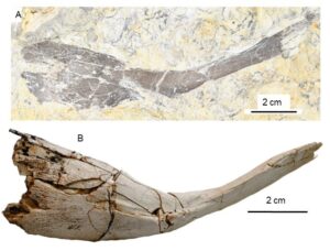 Comparison between clavicles (collar bones) from (A) the British Triassic and (B) the largest known coelacanth, Mawsonia gigas, from the Cretaceous of Brazil.