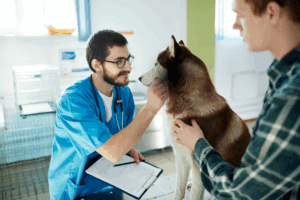 Vet urges pet owners to understand the hidden emotional toll behind providing animal healthcare