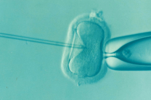 Donor eggs drive most IVF successes for women over 43, major new UK study finds