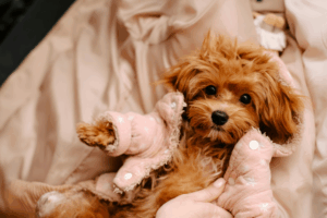 Why the rise of ‘fur baby’ culture is fuelling overtreatment and major animal welfare issues