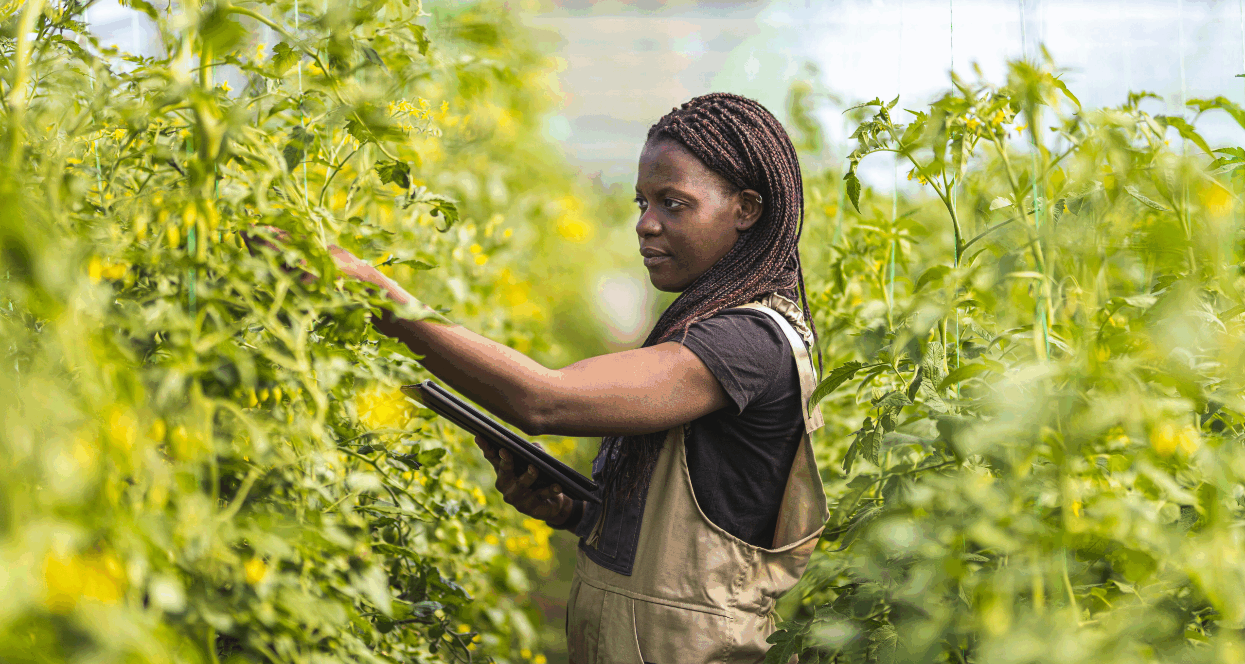 Farmer, holding a tablet computer, in a greenhouse among tall tomato plants.