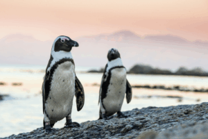 Penguins starved to death en masse, study warns, as some populations off South Africa estimated to have fallen 95% in just eight years