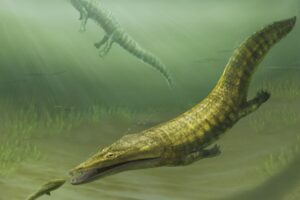 Globe-trotting ancient ‘sea-salamander’ fossils rediscovered from Australia’s dawn of the Age of Dinosaurs