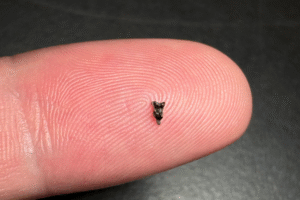 Miniscule fossil discovery reveals fresh clues into the evolution of the earliest-known relative of all primates