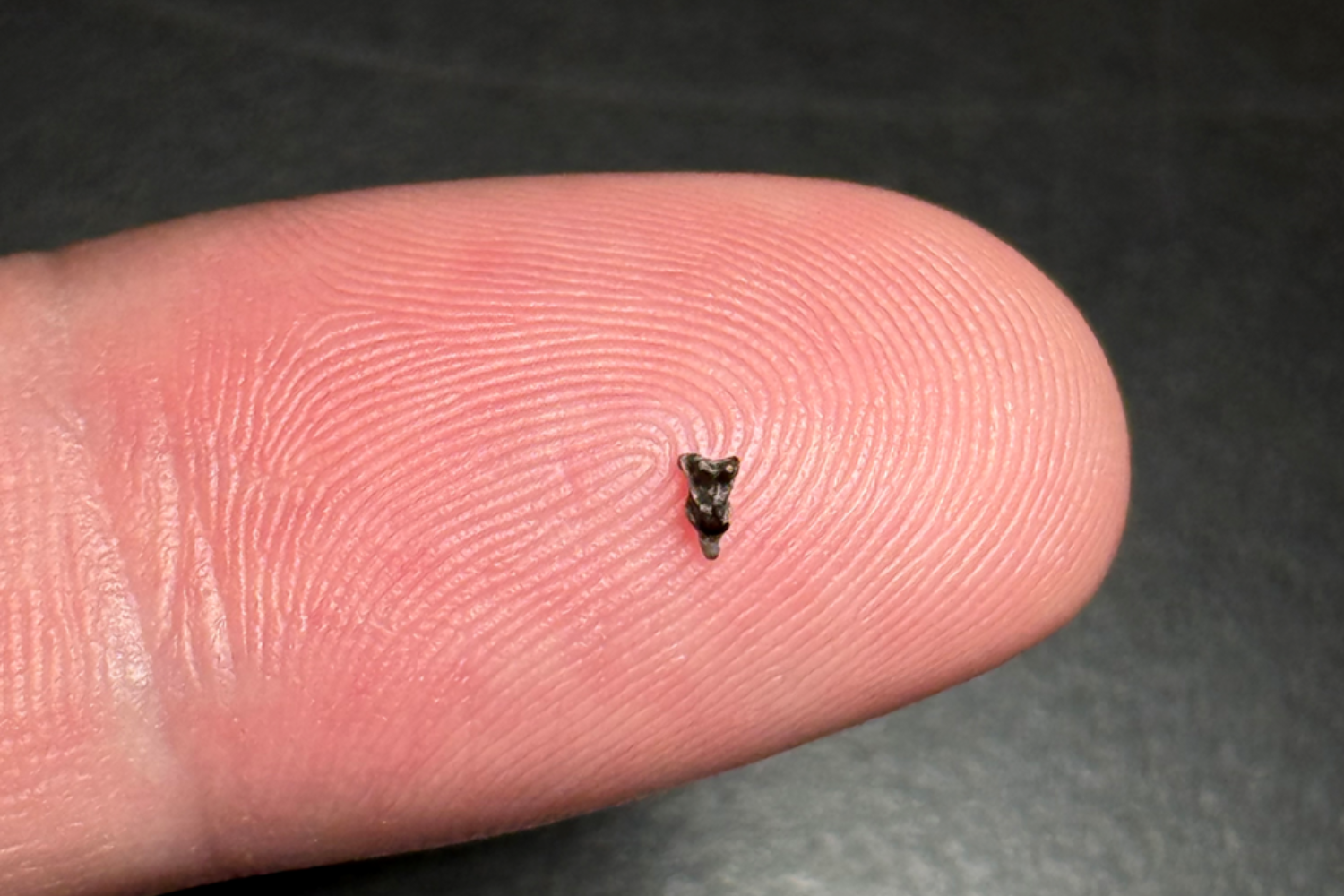Purgatorius upper molar from Corral Bluffs Denver Basin CO