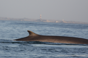 Blue and fin whale sightings on the rise in the South East Atlantic
