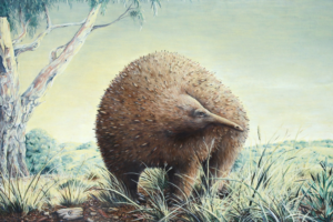 Victoria’s Ice Age megafauna gets a new member thanks to a 120-year-old museum fossil