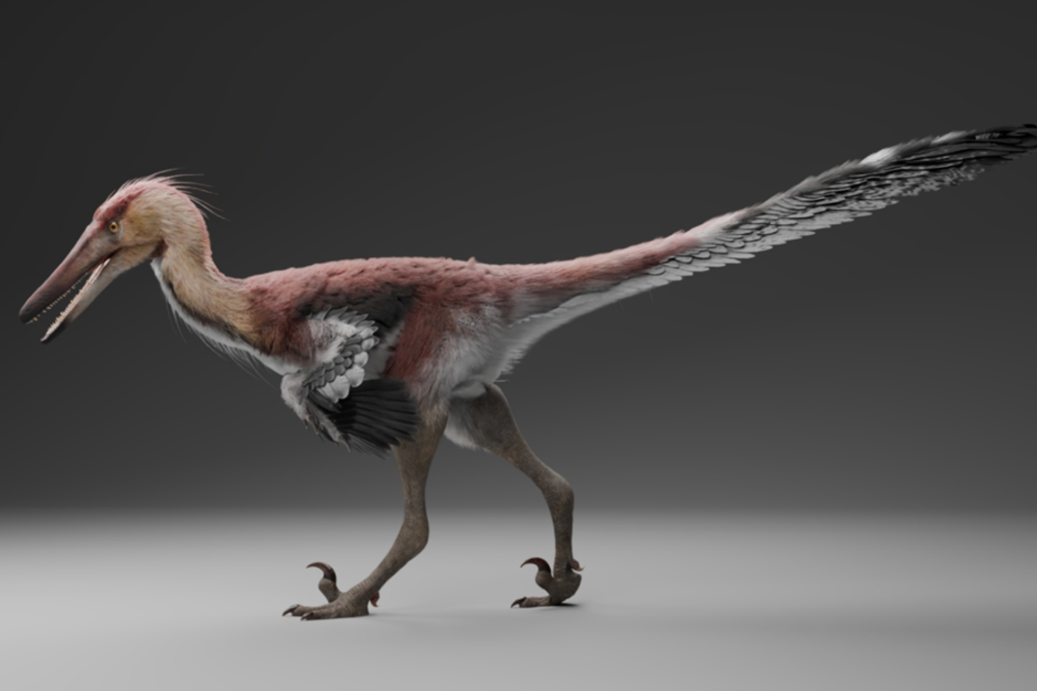 A reconstruction of Kank australis by Gabriel Díaz Yantén