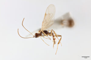 Chilean Wasp Named in Honour of Sir David Attenborough’s 100th Birthday