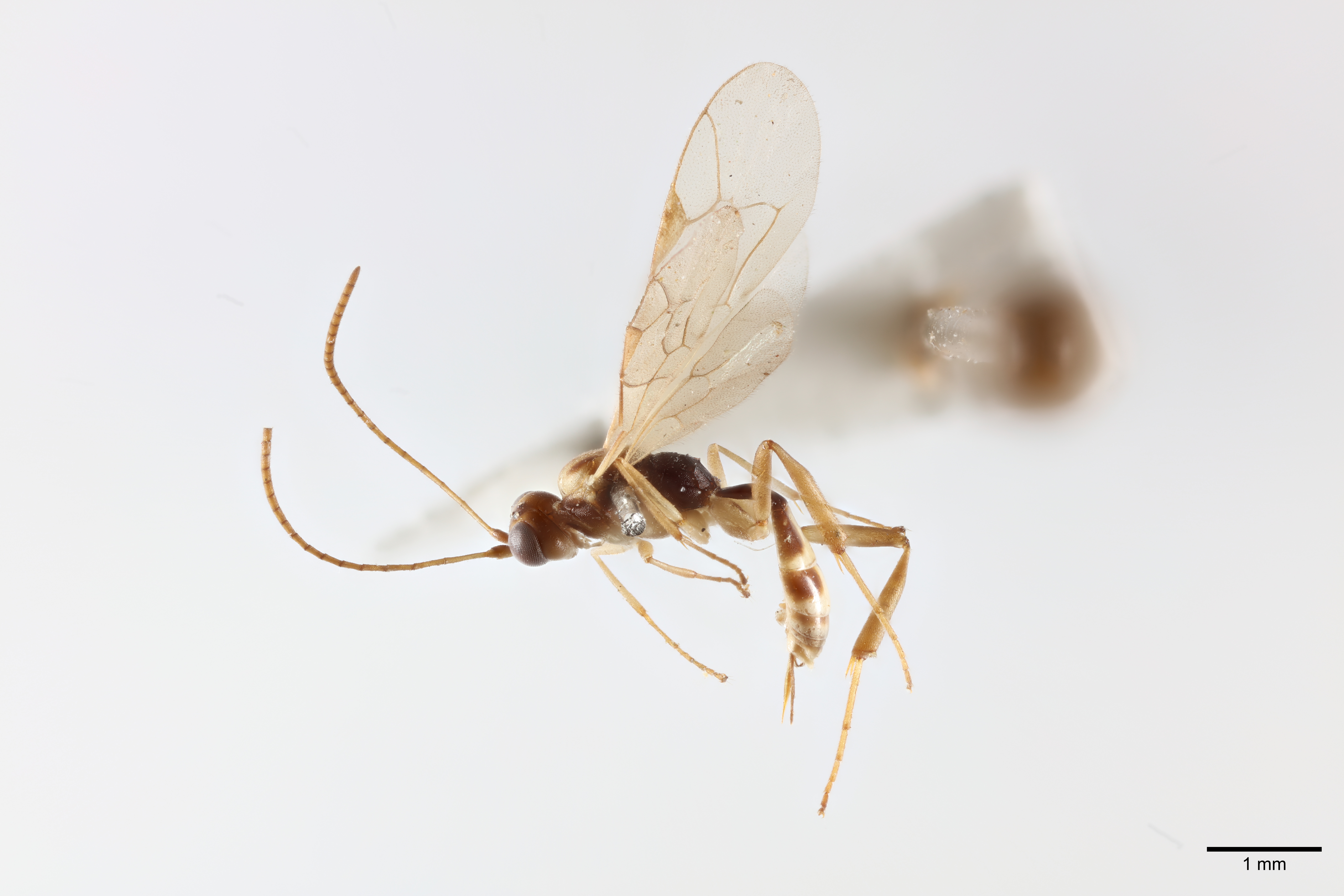 Close up image of a wasp