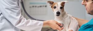Taylor & Francis publishes first Plain Language Summary of Publication in veterinary science