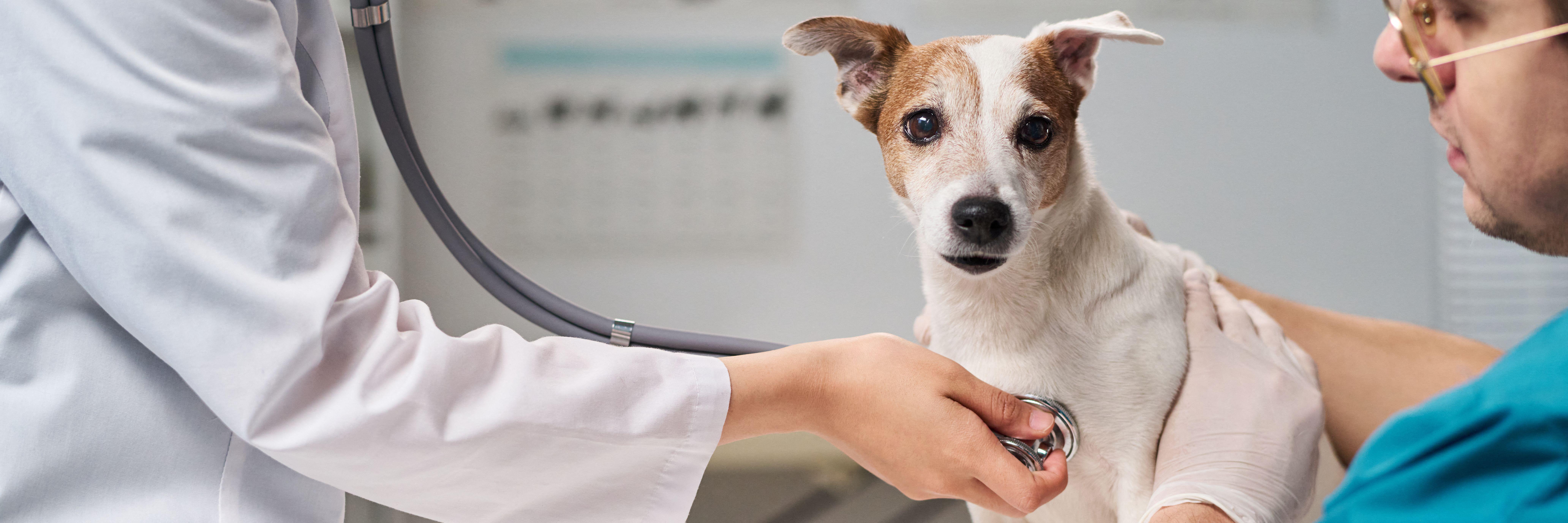 Photo of a vet using a stethoscope on a Jack Russell dog.
