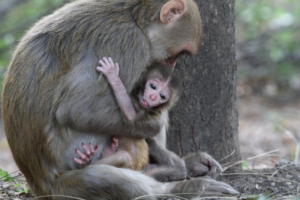 Why saving animals like monkeys and apes could be key to preventing a mass extinction