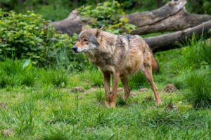 For biodiversity to thrive across Europe, laws should treat wildlife as individuals capable of suffering – experts argue