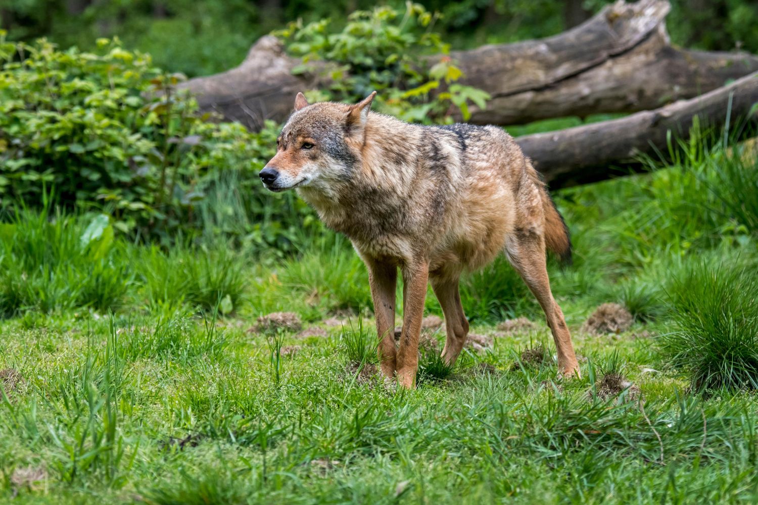 A wolf stands in the midst of some grass and woodlands.