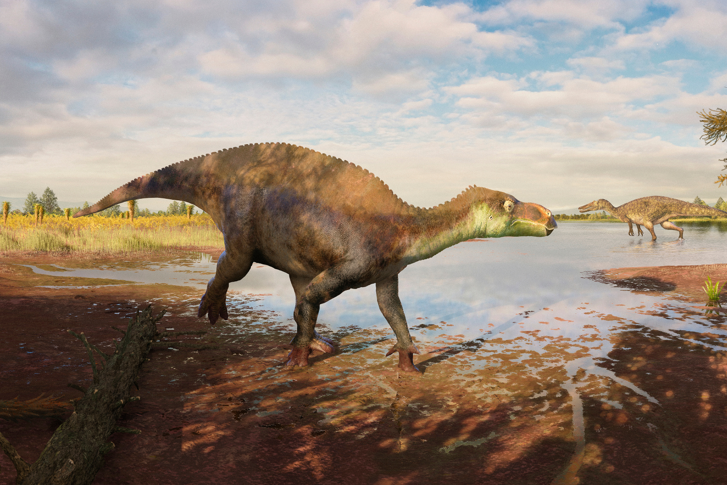 A reconstruction of the iguanodontian dinosaur Paludohadros proudlovii walking through mud along the edge of a shallow body of water. In the distance, the large predatory dinosaur Baryonyx can be seen. © Guilherme Gehr